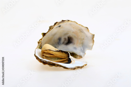 The oyster isolated on a white background