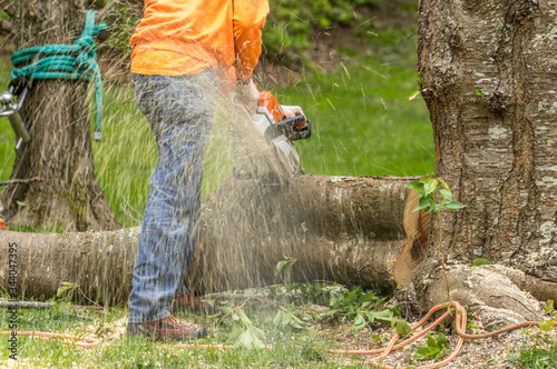 Arborist or woodcutter chopping up a tree with an electric chainsaw as the wood chips fly all over