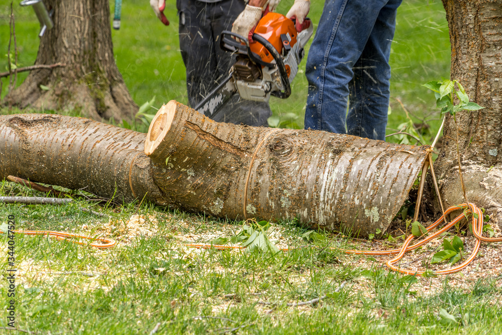 Arborist or woodcutter chopping up a tree with an electric chainsaw as the wood chips fly all over Arborist or woodcutter chopping up a tree with an electric chainsaw as the wood chips fly all over