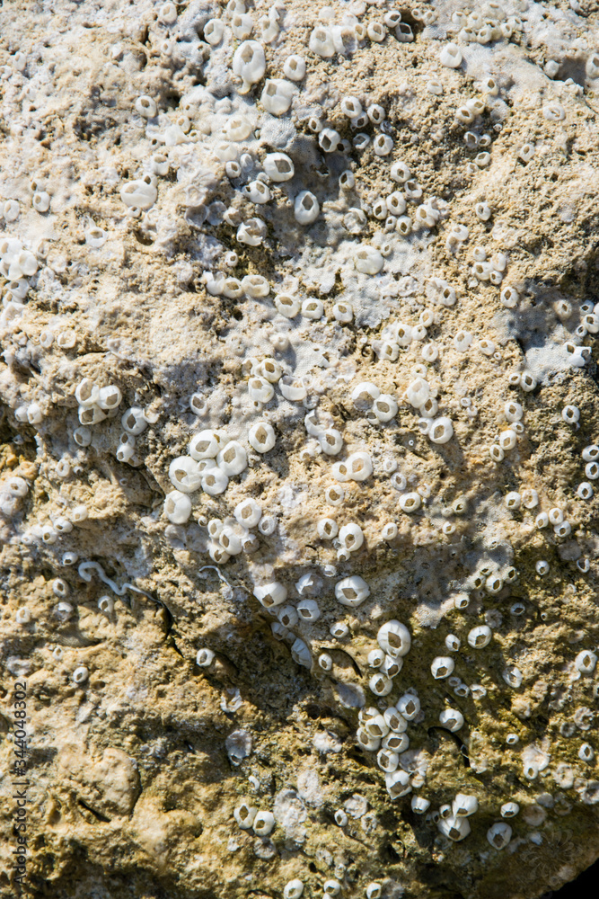 Natural texture, barnacle and oyster shells embedded on a rock on the beach, abstract background Natural texture, barnacle and oyster shells embedded on a rock on the beach, abstract background
