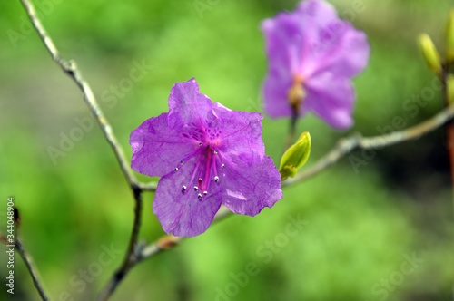 Rhododendron sichotense in Primorsky krai, Far East Russia. Type of Rhododendron growing in Russia. photo