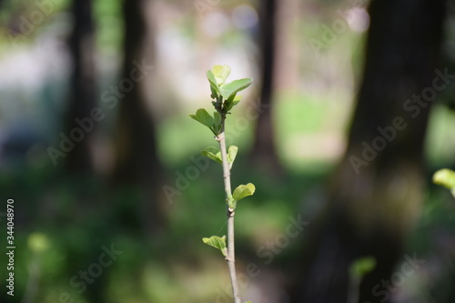 Close up of green branch blooming at springtime, against blurry tree backdrop, Hangzhou, China © Tom