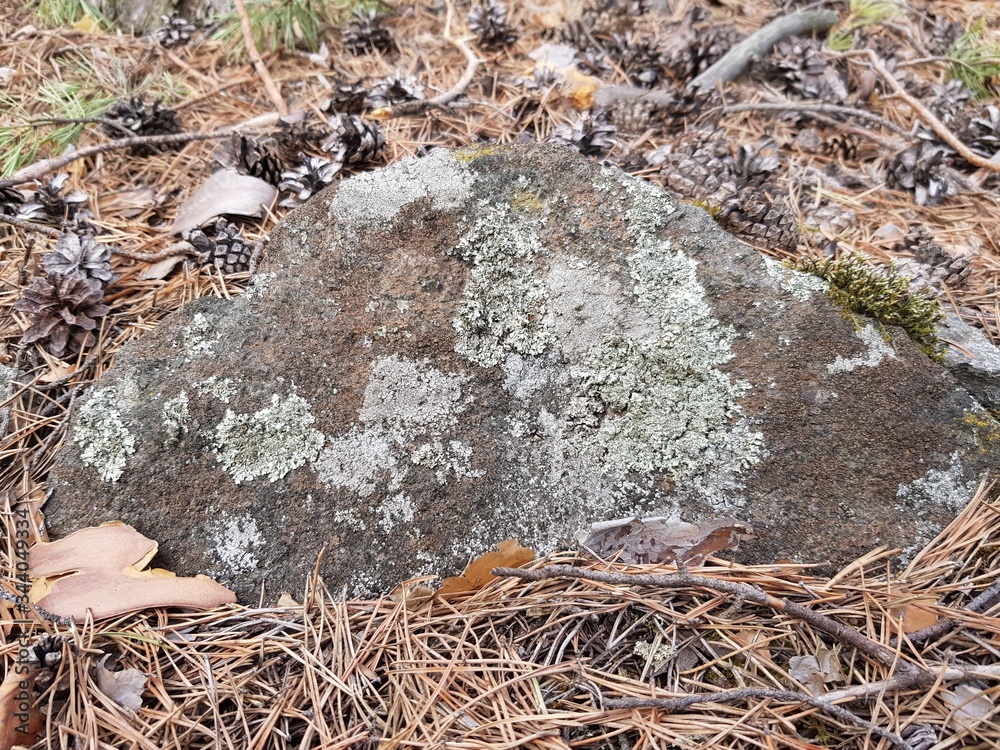 Moss grows on gray stone Moss grows on gray stone