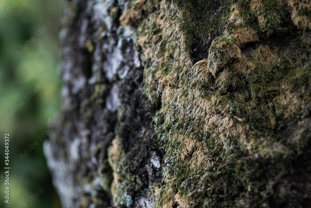 Close-up of tree bark Close-up of tree bark