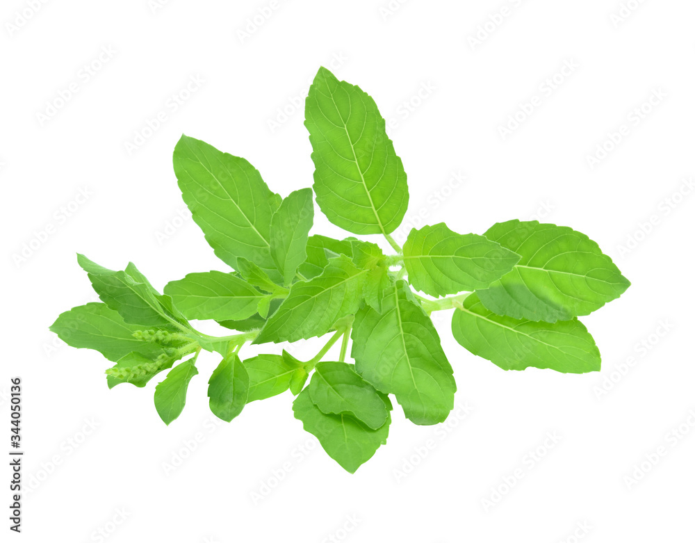 fresh sweet basil flower isolated on a white background fresh sweet basil flower isolated on a white background