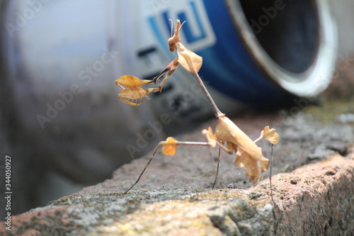 grasshopper stance