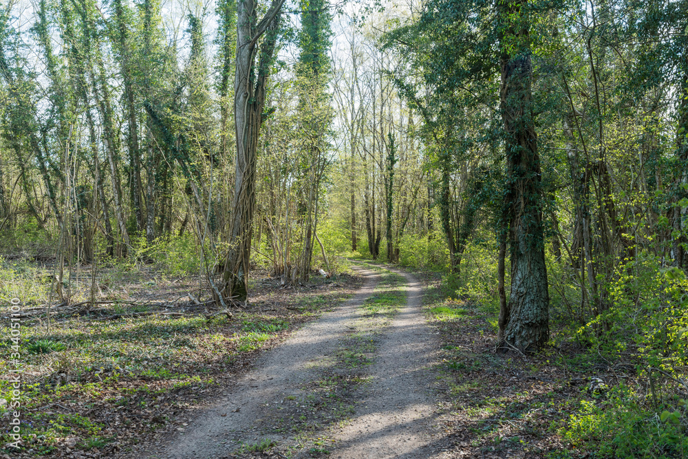 Fototapeta premium Dirt road through a deciduous forest