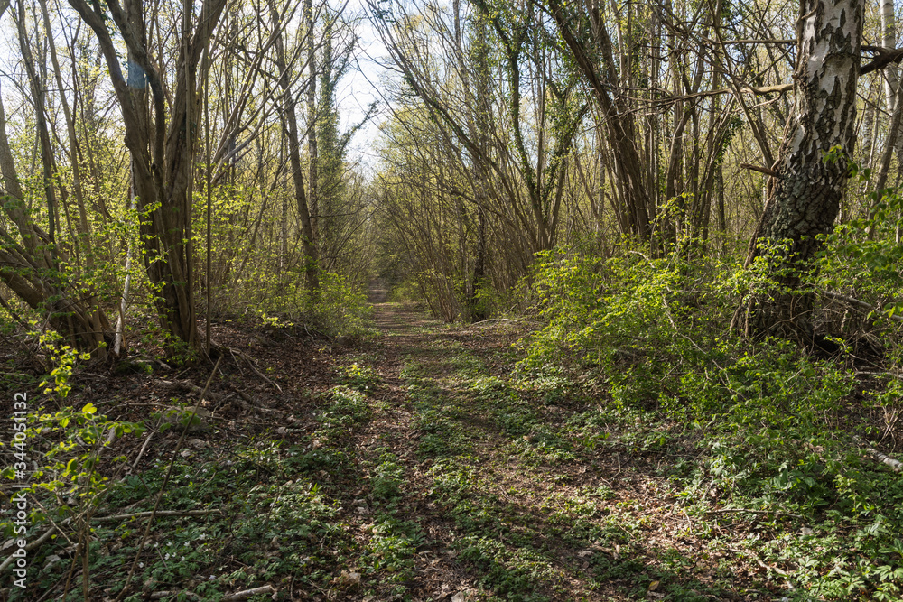 Footpath in leafing time in a deciduous forest Footpath in leafing time in a deciduous forest