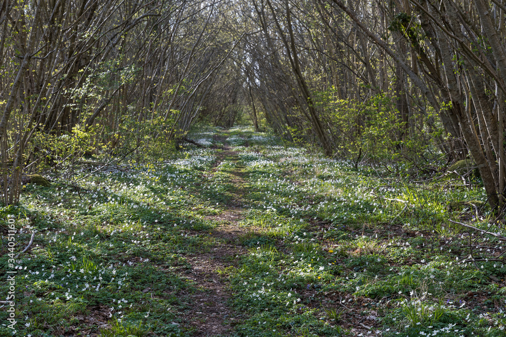 Fototapeta premium Footpath covered with wood anemones
