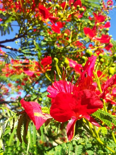 red and yellow flowers