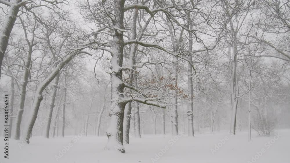 Winter in the forest. Winter in the forest.