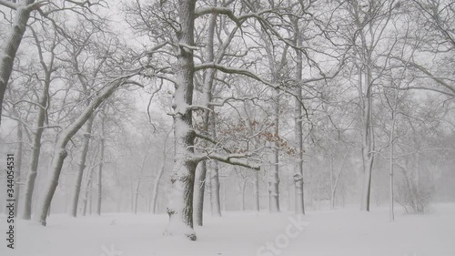 Wallpaper Mural Winter in the forest. Torontodigital.ca