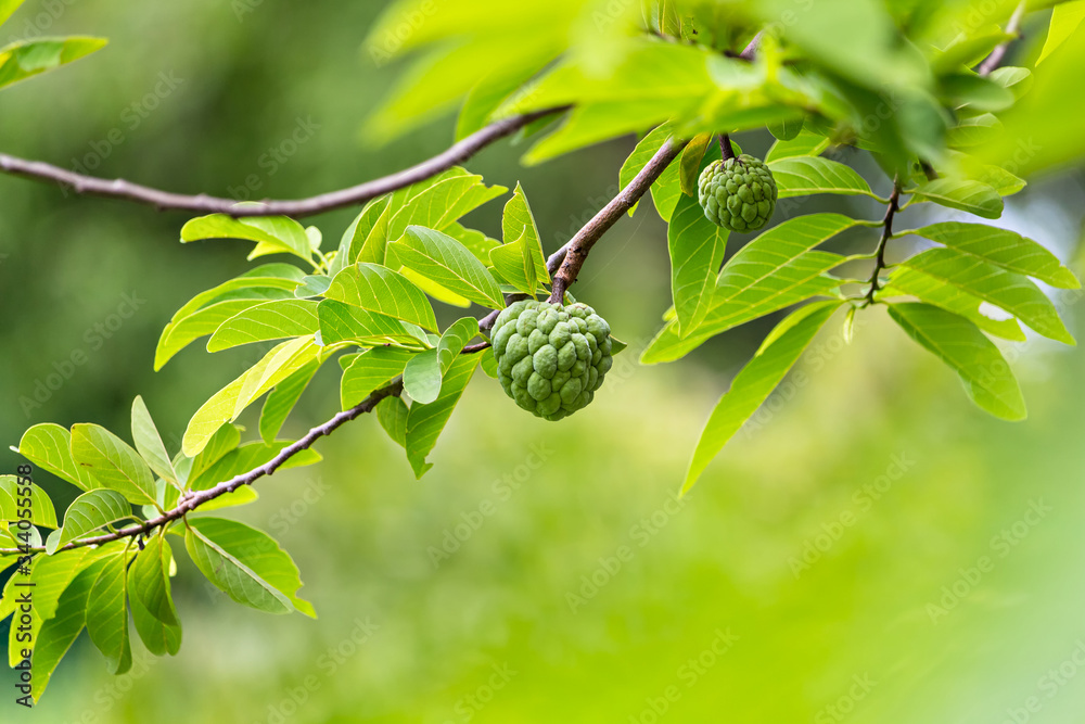 sugar apple on bush green and blurred background
