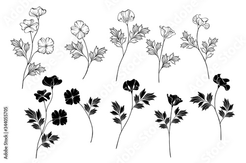 Monochrome California Poppy