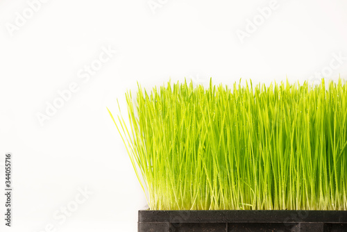 Close up wheatgrass on white background