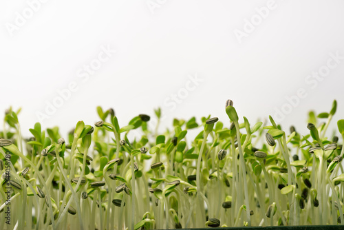 fresh micro green Sunflower sprouts , organic farm