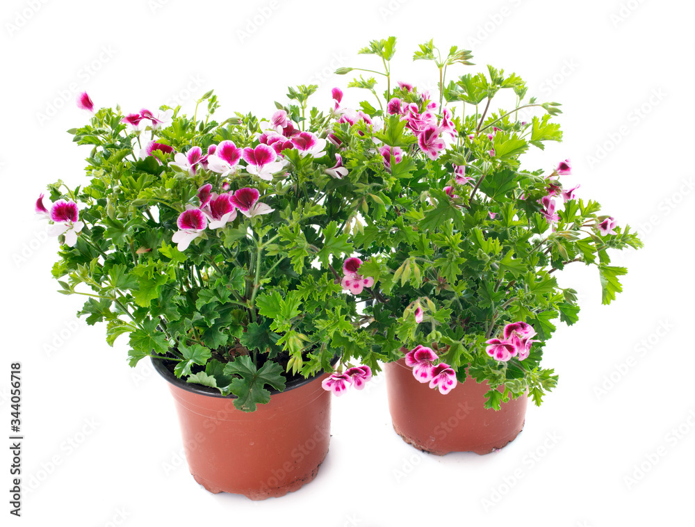 pelargonium crispum