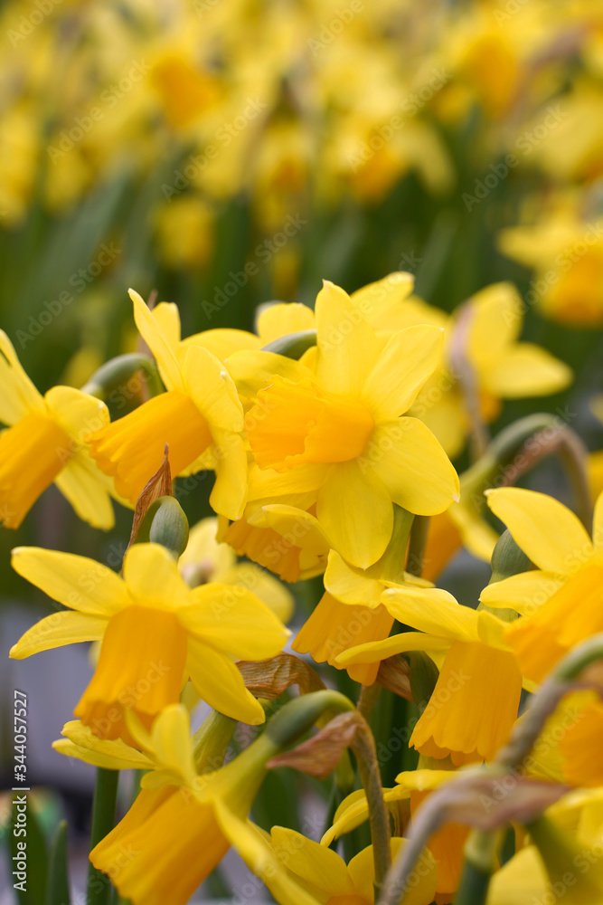 yellow flower in the garden yellow flower in the garden