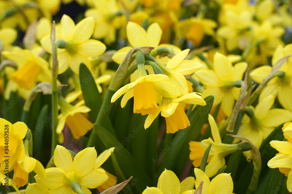 Spring yellow daffodils. Beautiful background with narcissus. Easter flowers. Spring yellow daffodils. Beautiful background with narcissus. Easter flowers.