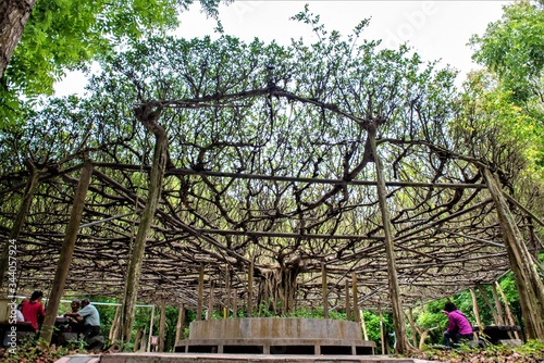 The dense leaves of the banyan tree provide athletes with a place to relax and enjoy tea!