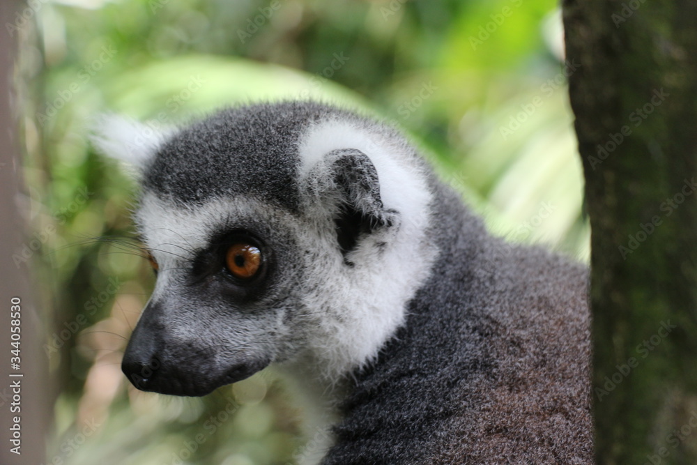 Obraz premium Singapore Zoo