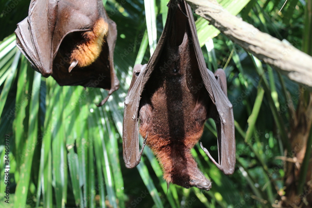 Obraz premium Singapore Zoo