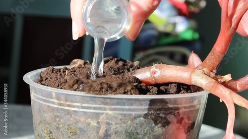 Water the transplanted houseplant from a plastic bottle.