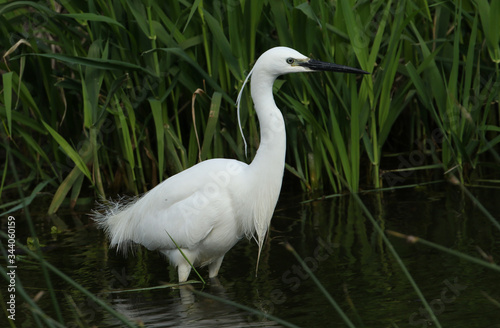 A beautiful Little Egret, Egretta garzetta, hunting for food in the reeds at the edge of a river.
