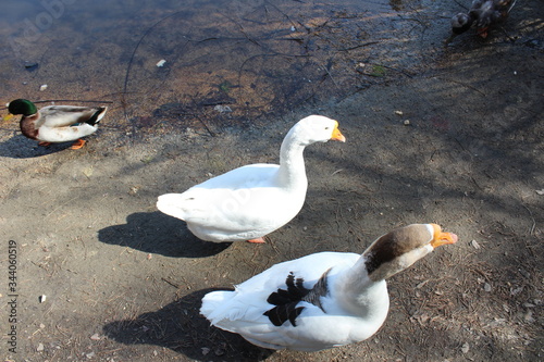 Fototapeta Naklejka Na Ścianę i Meble -  geese on the lake