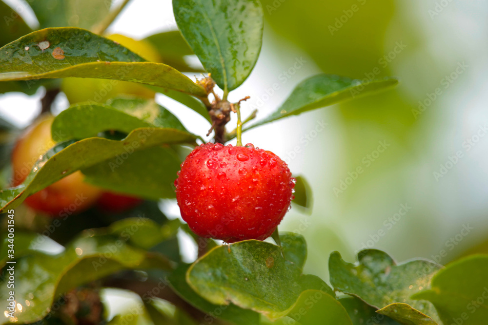 Acerola cherry on the tree with water drop, High vitamin C and antioxidant fruits. Acerola cherry on the tree with water drop, High vitamin C and antioxidant fruits.