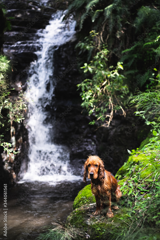 dog and waterfall