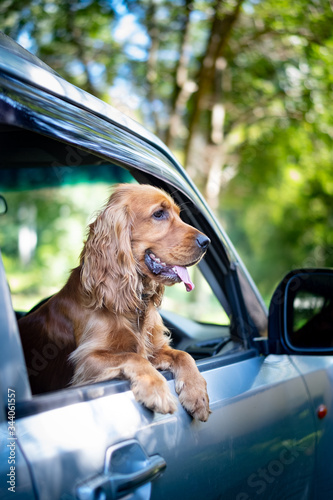 dog in car