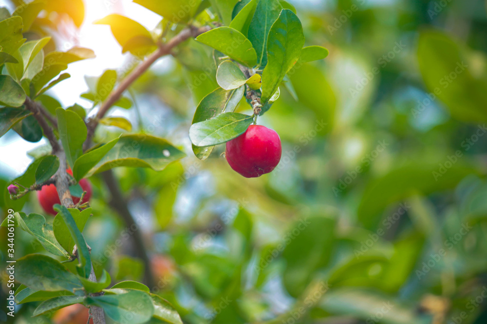 Acerola cherry on the tree with water drop, High vitamin C and antioxidant fruits.