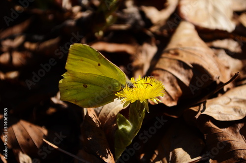 A common brimstone butterfly (Gonepteryx rhamni) sitting on a flower. Gonepteryx rhamni (known as the common brimstone) is a butterfly of the family Pieridae. photo