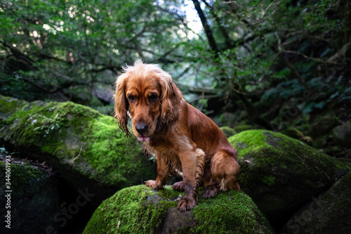 cocker spaniel.