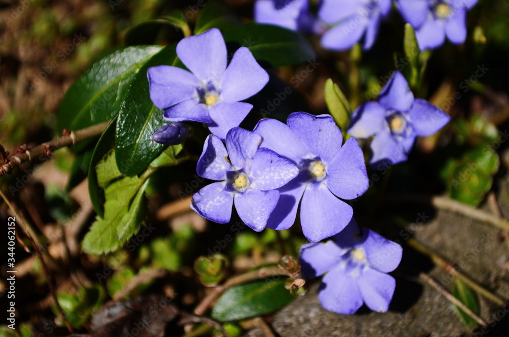 Periwinkle (Vinca minor, lesser periwinkle, small or common periwinkle, ) spring plant with green glossy leaves and blue flowers. Young spring flowers. Periwinkle blooms, close-up, blurred background