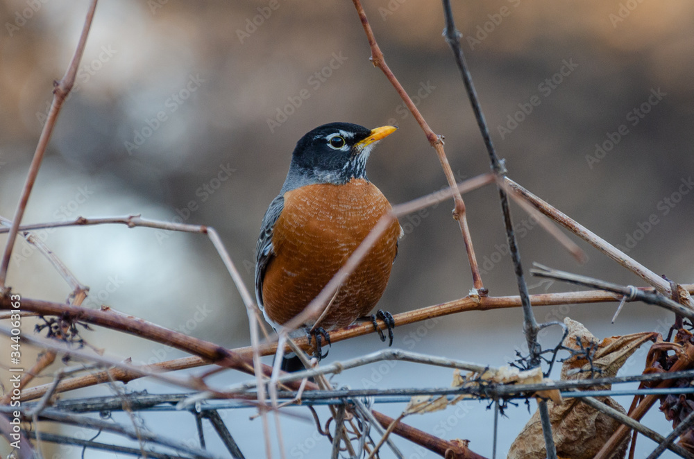 American Red-Breasted Robin perched in the back yard in springtime, Winnipeg, Manitoba American Red-Breasted Robin perched in the back yard in springtime, Winnipeg, Manitoba