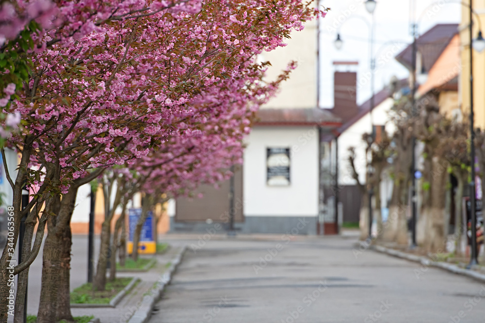 beautiful blooming sakura