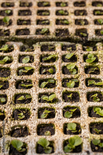 Close up view of nursery plant seedling in greenhouse