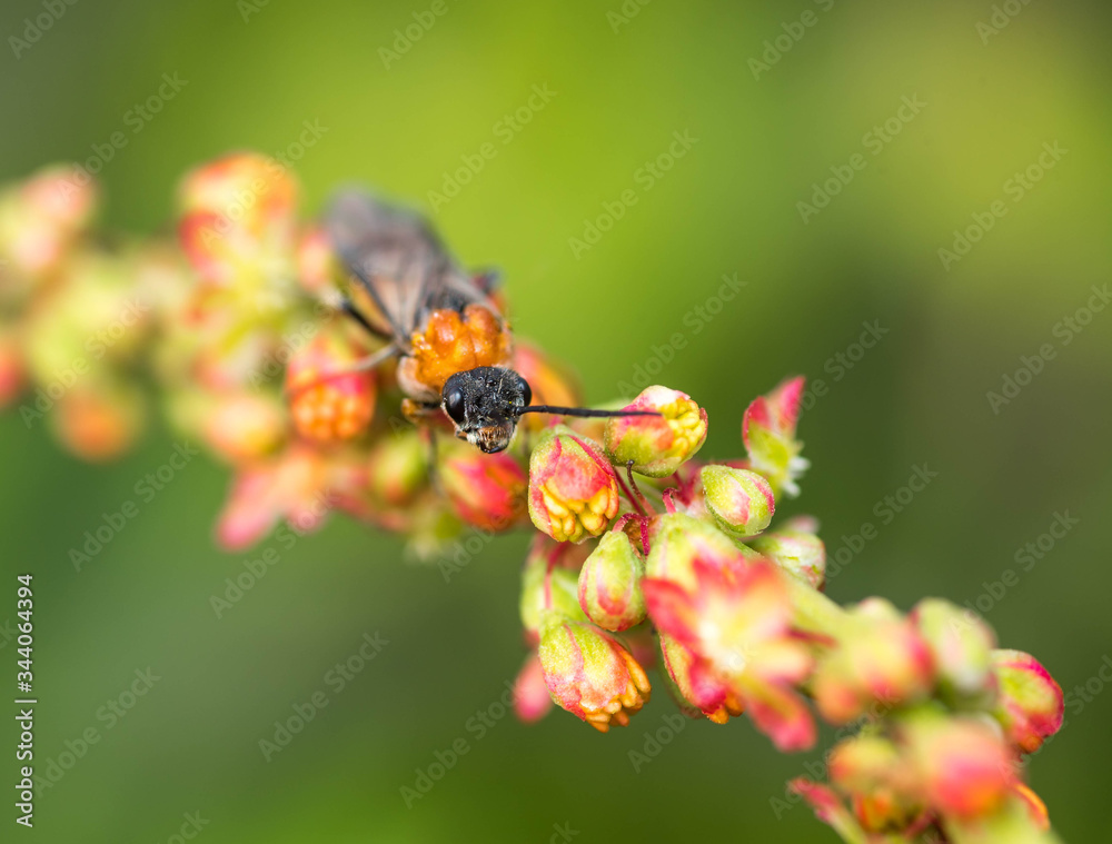 A golden digger wasp resting on a flower. macro close up shot. A golden digger wasp resting on a flower. macro close up shot.