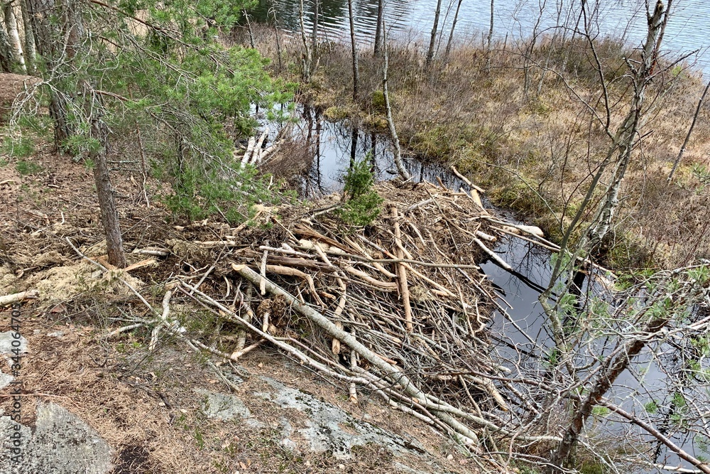 Nature Nature