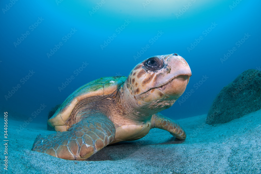 Obraz premium 屋久島はアカウミガメの世界的産卵地であり、毎年4-7月頃の繁殖期になると屋久島近海に集まってきます。 写真は日中決まった場所で休憩するアカウミガメ