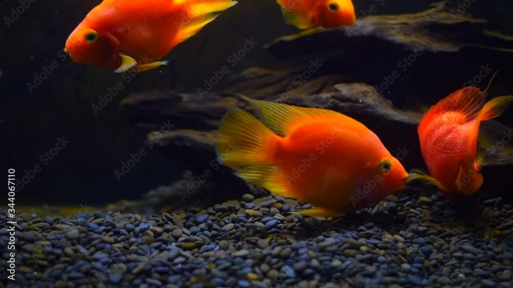 Fish in aquarium black isolated background. Beautiful fishes of different sizes swim in transparent aquarium water. Fish full HD Fish in aquarium black isolated background. Beautiful fishes of different sizes swim in transparent aquarium water. Fish full HD