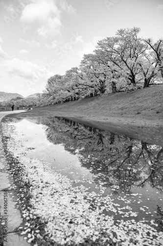 【セピア】早朝の背割堤の桜並木とリフレクション