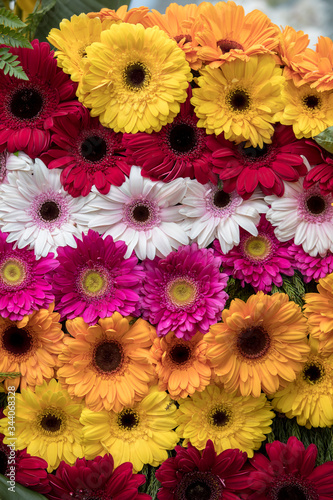 Beauty floristic decoration with colorful gerbera flowers