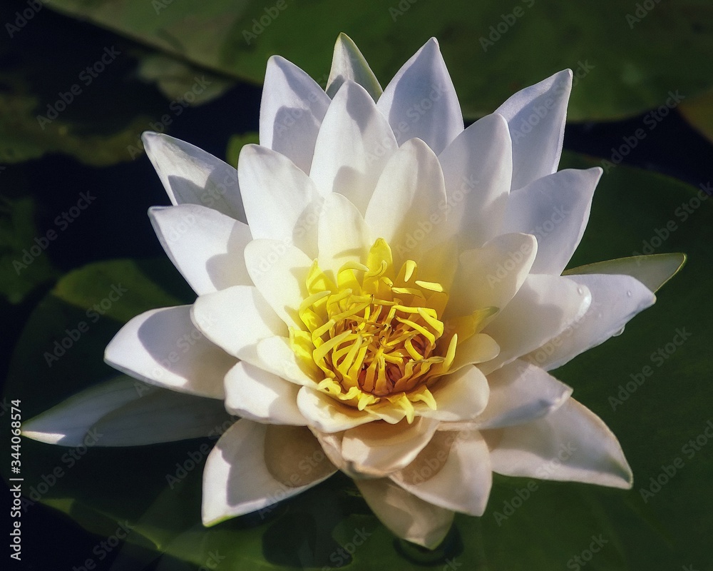 White water lilies in the lake closeup White water lilies in the lake closeup