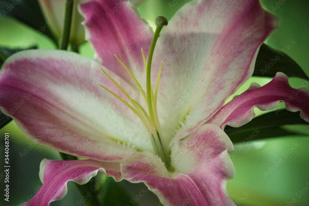 Pink lily in the garden closeup Pink lily in the garden closeup