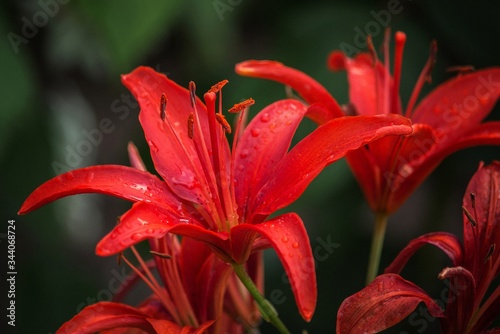 Red lily in the garden closeup