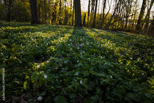 Blanket of spring flowers in oak grove on sunny morning