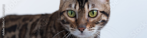 Eyes of a predatory cat close-up. Space for text. Banner